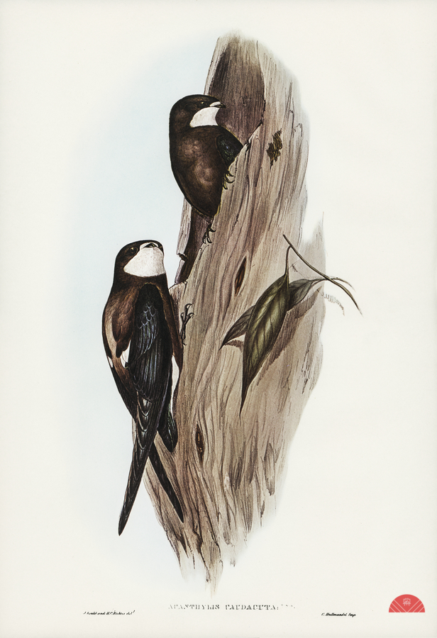 Australian Spine-tailed Swallow Acanthylis caudacuta illustrated by Elizabeth Gould 1804–1841 for John Gould’s 1804-1881 Birds of Australia   Print