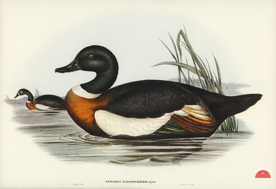 Chesnut-Coloured Shieldrake Casarca Tadornoides illustrated by Elizabeth Gould 1804–1841 for John Gould’s 1804-1881 Birds of Australia   Print