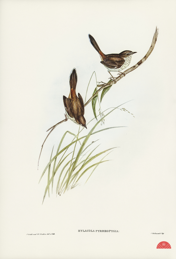 Red-rumped Wren ylacola pyrrhopygia illustrated by Elizabeth Gould 1804–1841 for John Gould’s 1804-1881 Birds of Australia   Print