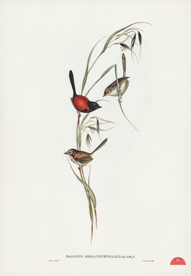 Black-headed Wren Malurus melanocephalus illustrated by Elizabeth Gould 1804–1841 for John Gould’s 1804-1881 Birds of Australia   Print