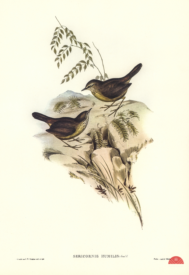 Sombre-coloured Sericornis Sericornis humilis illustrated by Elizabeth Gould 1804–1841 for John Gould’s 1804-1881 Birds of Australia   Print