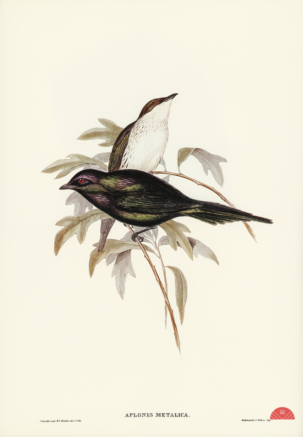 Shining starling Aplonis metallica illustrated by Elizabeth Gould 1804–1841 for John Gould’s 1804-1881 Birds of Australia   Print