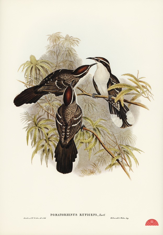 Chestnut-crowned Pomatorhinus Pomatorhinus ruficeps illustrated by Elizabeth Gould 1804–1841 for John Gould’s 1804-1881 Birds of Australia   Print