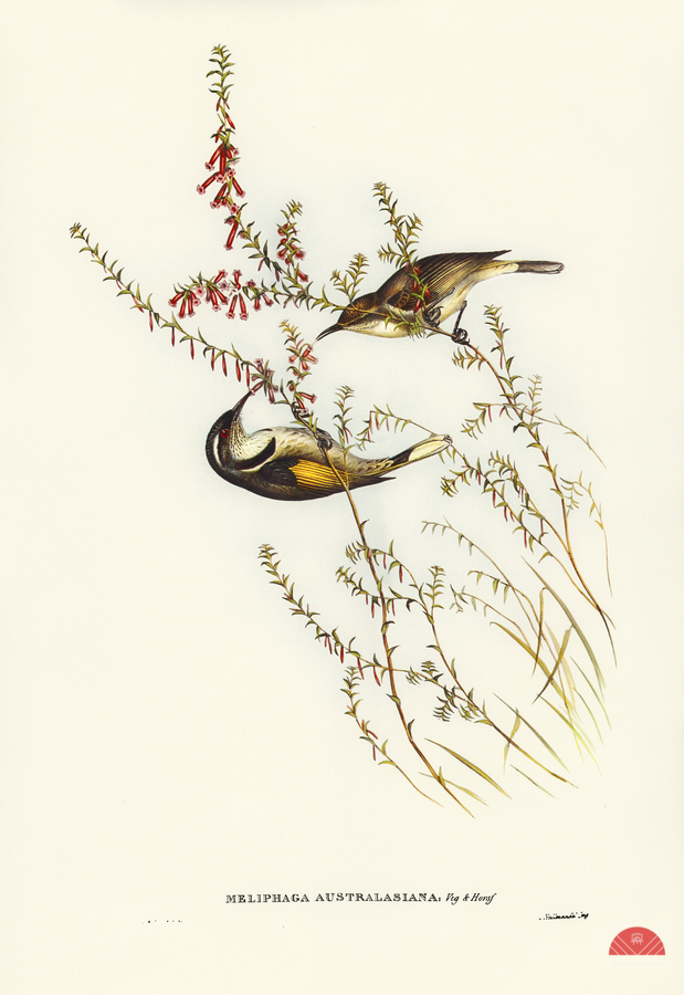 Tasmanian Honey-eater Meliphaga Australasiana illustrated by Elizabeth Gould 1804–1841 for John Gould’s 1804-1881 Birds of Australia   Print