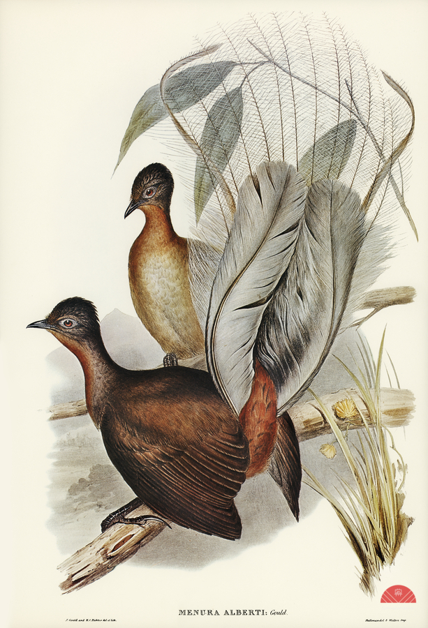 Albert Lyre-Bird Menura Alberti illustrated by Elizabeth Gould 1804–1841 for John Gould’s 1804-1881 Birds of Australia   Print