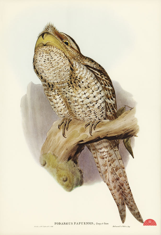 Papuan Podargus Podargus Papuensis illustrated by Elizabeth Gould 1804–1841 for John Gould’s 1804-1881 Birds of Australia   Print