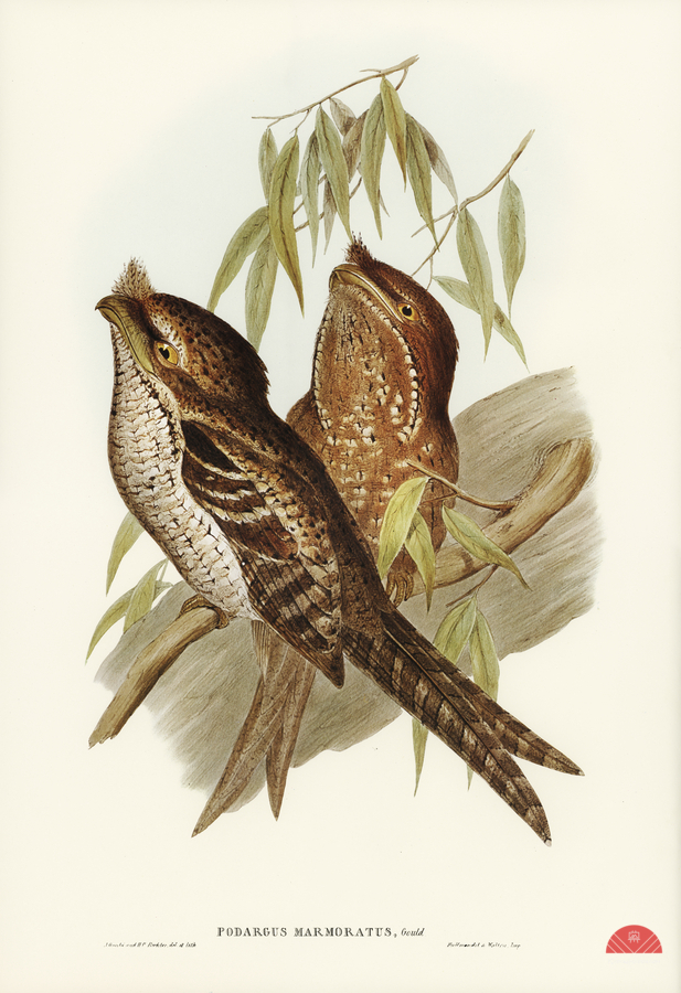 Marbled Podargus Podargus marmoratus illustrated by Elizabeth Gould 1804–1841 for John Gould’s 1804-1881 Birds of Australia   Print