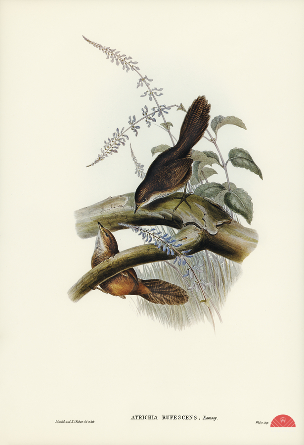 Rufescent Scrub-Bird Atrichia rufescens illustrated by Elizabeth Gould 1804–1841 for John Gould’s 1804-1881 Birds of Australia   Print
