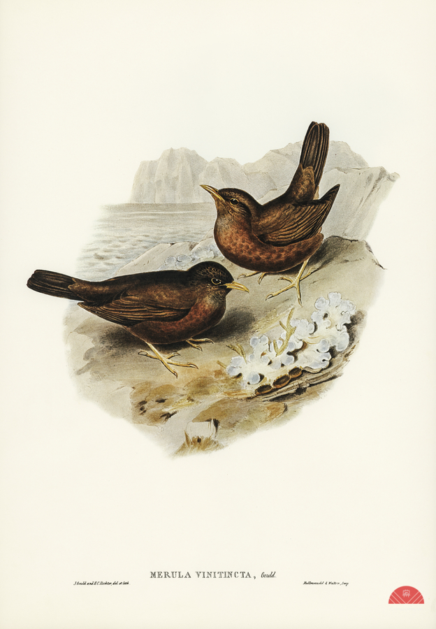 Vinous-tinted Blackbird Merula vinitincta illustrated by Elizabeth Gould 1804–1841 for John Gould’s 1804-1881 Birds of Australia   Print