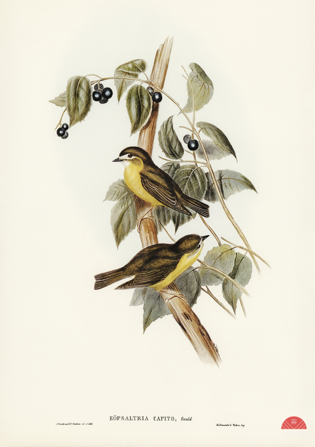 Large-headed Robin Eopsaltria capito illustrated by Elizabeth Gould 1804–1841 for John Gould’s 1804-1881 Birds of Australia   Print