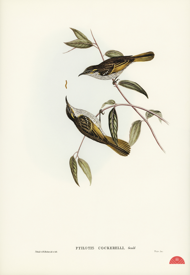 Cockerells Honey-eater Ptilotis Cockerelli illustrated by Elizabeth Gould 1804–1841 for John Gould’s 1804-1881 Birds of Australia   Imprimer