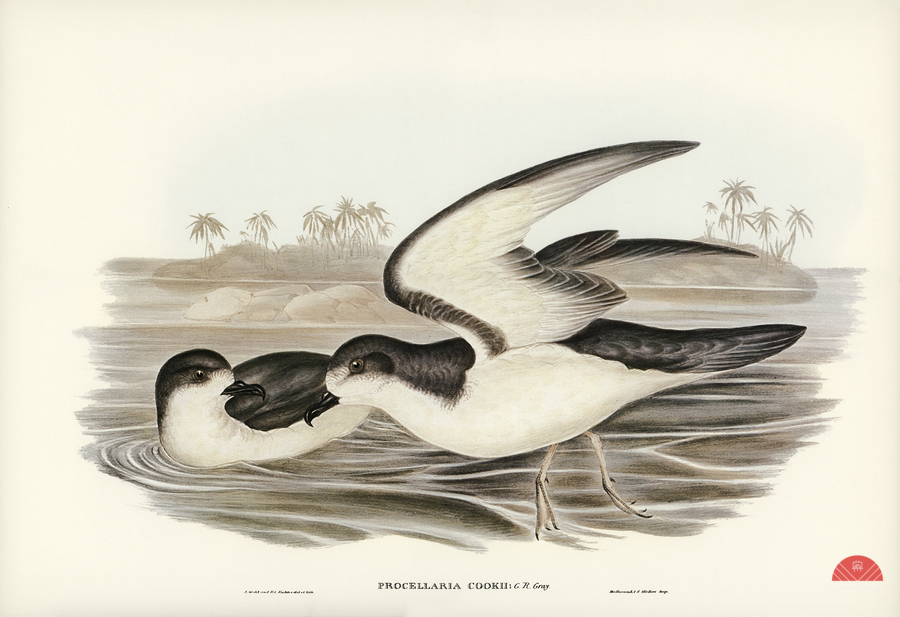 Cooks Petrel Procellaria Cookii illustrated by Elizabeth Gould 1804–1841 for John Gould’s 1804-1881 Birds of Australia   Print