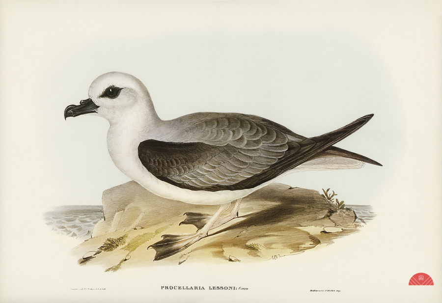 White-headed Petrel Procellaria Lessonii illustrated by Elizabeth Gould 1804–1841 for John Gould’s 1804-1881 Birds of Australia   Print