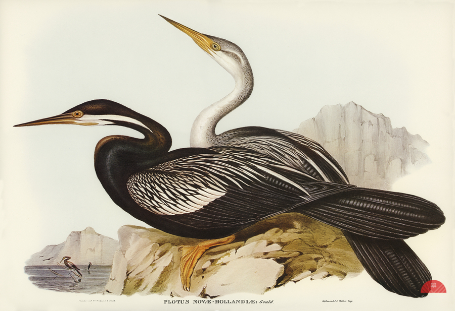 New Holland Darter Plotus Novae-Hollandiae illustrated by Elizabeth Gould 1804–1841 for John Gould’s 1804-1881 Birds of Australia   Print