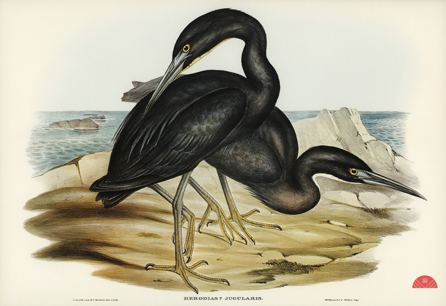 Blue Reef Heron Herodias jugularis illustrated by Elizabeth Gould 1804–1841 for John Gould’s 1804-1881 Birds of Australia   Print