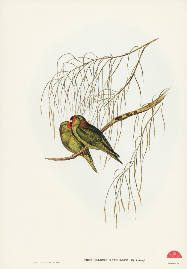 Little Lorikeet Trichoglossus pusillus illustrated by Elizabeth Gould 1804–1841 for John Gould’s 1804-1881 Birds of Australia   Print
