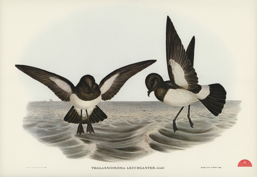 John Gould Birds of Australia 637  Print