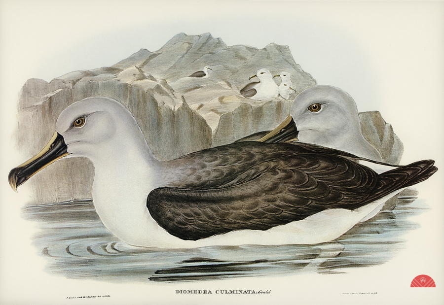 Culminated Albatros Diomedea culminata illustrated by Elizabeth Gould 1804–1841 for John Gould’s 1804-1881 Birds of Australia   Print