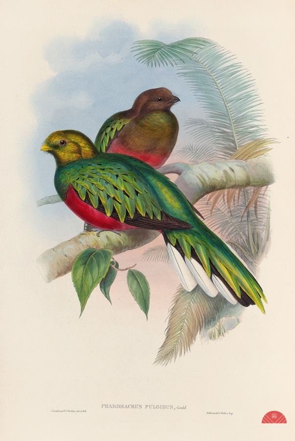 John Gould trogons 002  Print