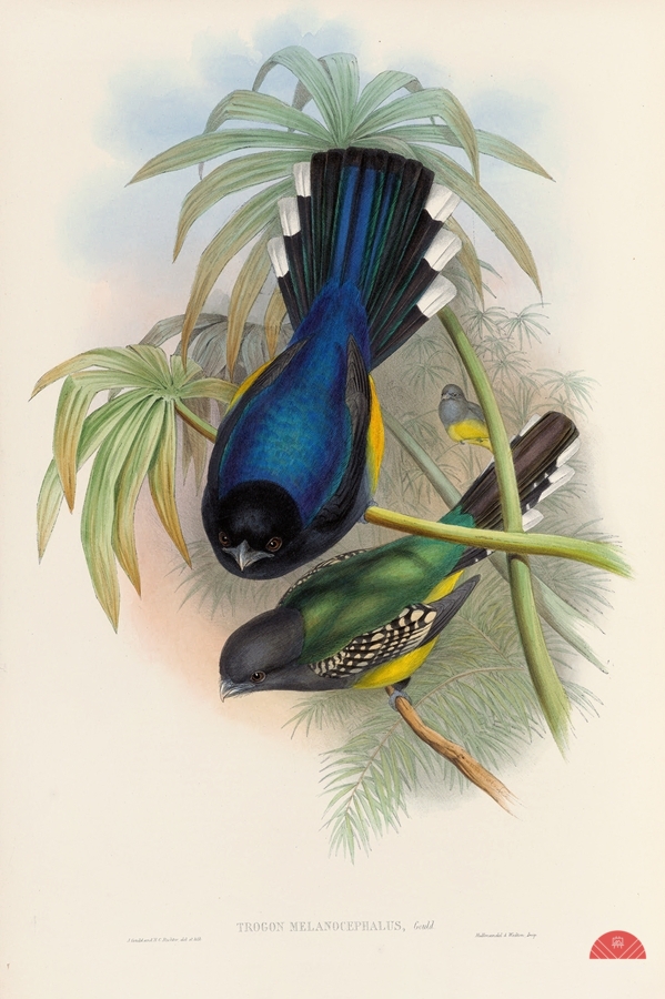 John Gould trogons 007  Print