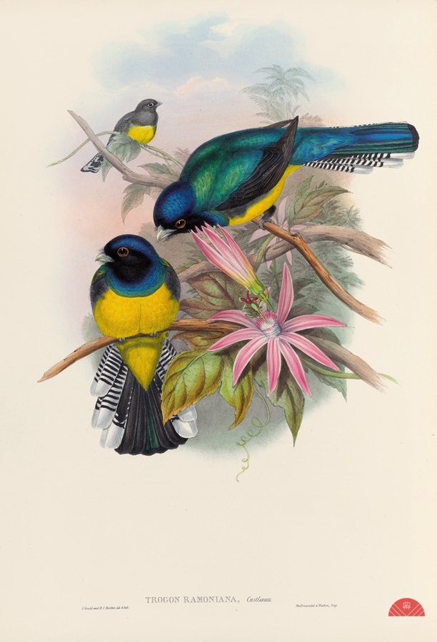 John Gould trogons 008  Print