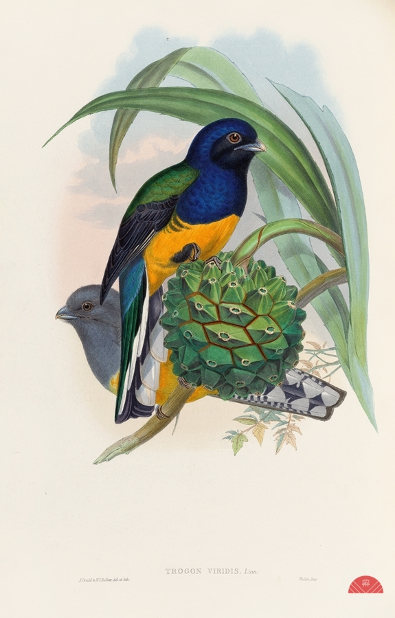 John Gould trogons 019  Print