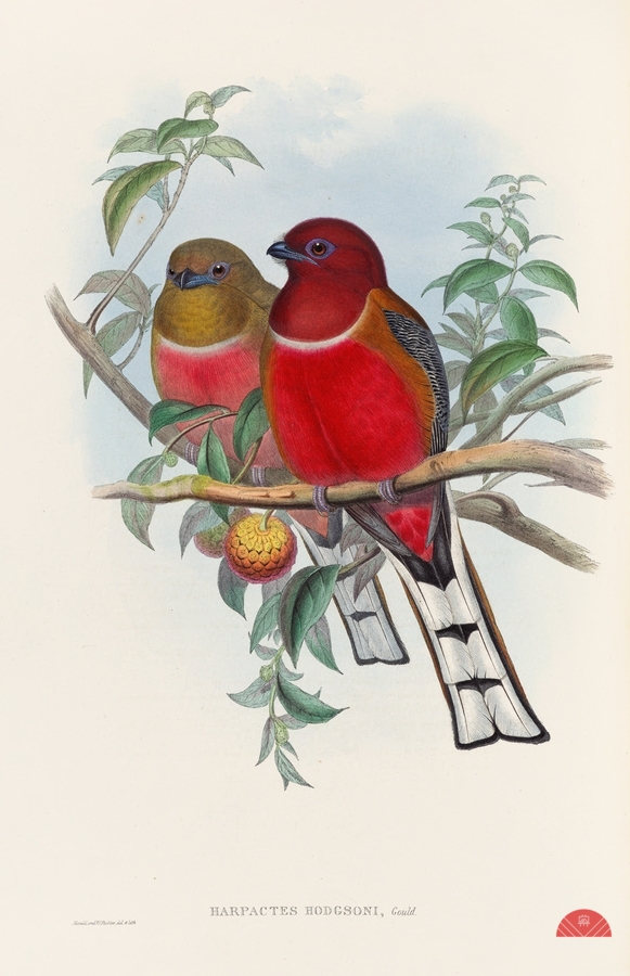 John Gould trogons 021  Print