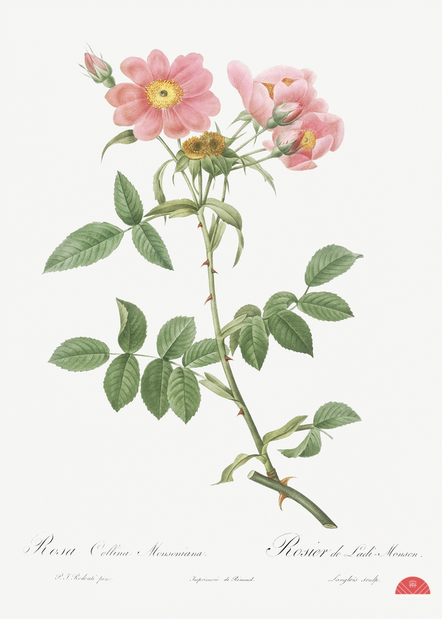 Lady monson rose in bloom  Print