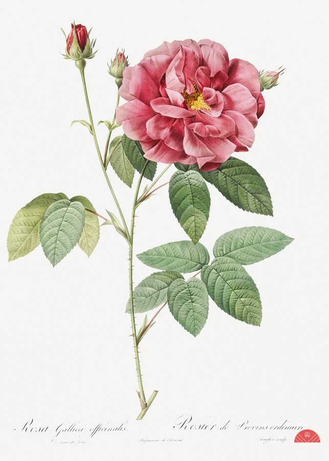Vintage rosa gallica rose  Print