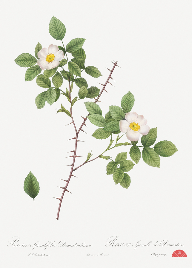 Vintage Rose of Dematra  Imprimer