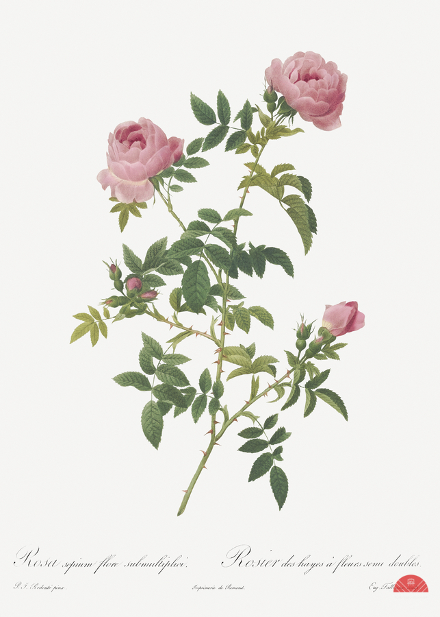 Pink french roses  Print
