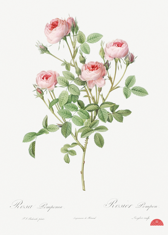 Blooming pink rosebush  Print