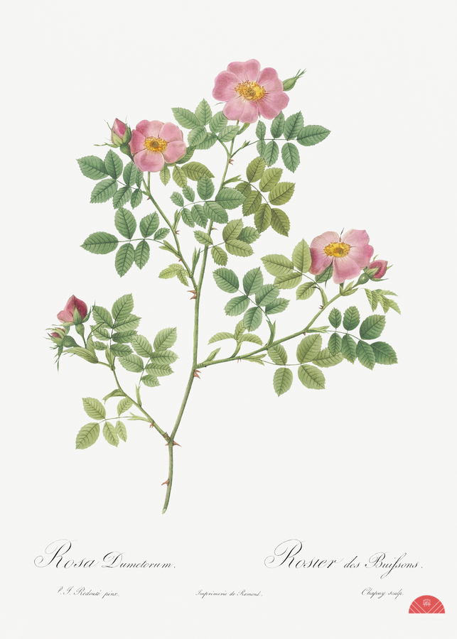 Vintage Provence rose  Imprimer