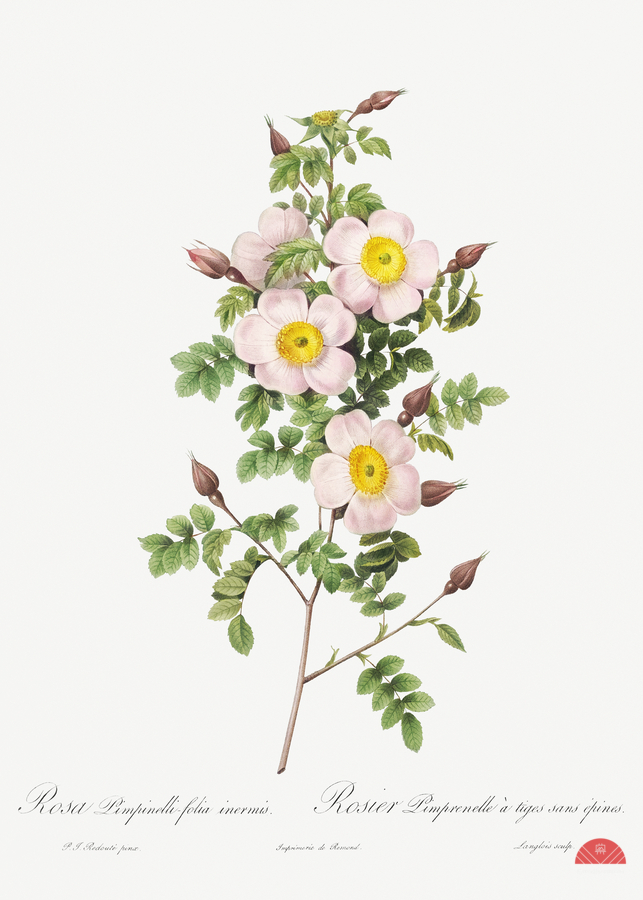 Vintage thornless Burnet rose  Print