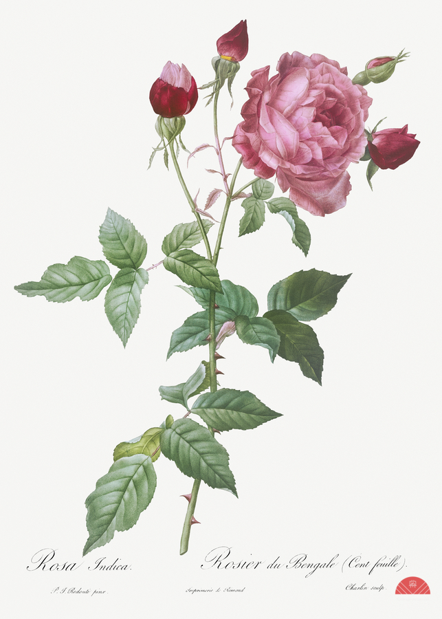 Blooming pink cabbage rose  Print