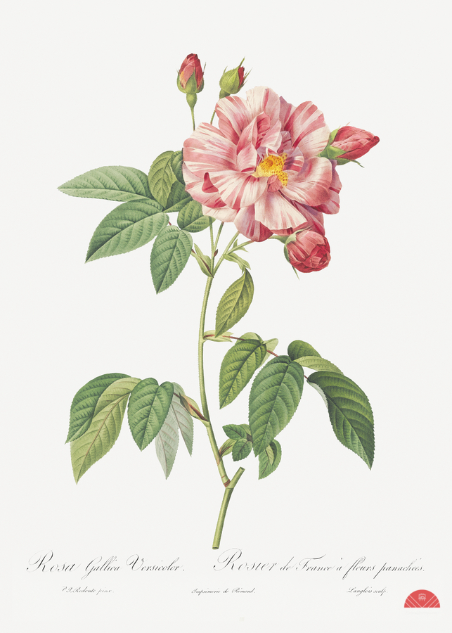Pink french rosebush  Print