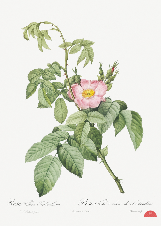 Pink apple rose in bloom  Print