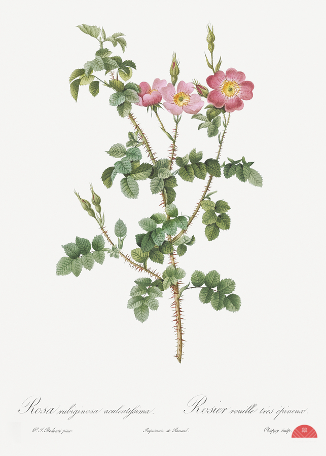 Prickly sweet briar roses  Print