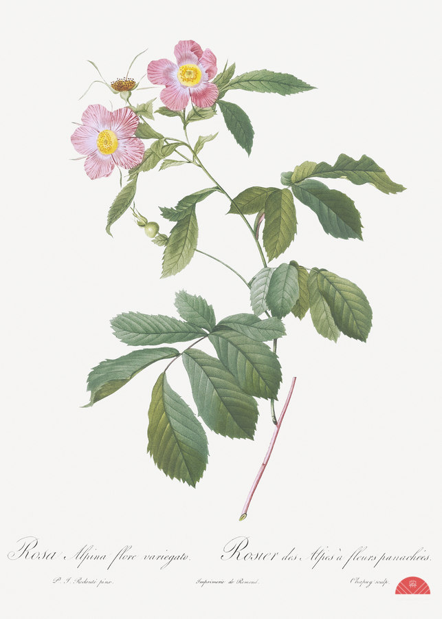 Pink alpine roses  Print