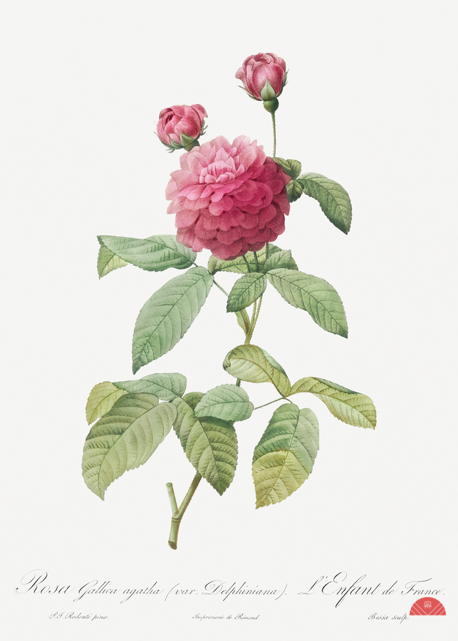 Agatha rose in bloom  Print