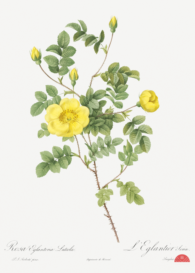 Yellow sweetbriar rose  Print