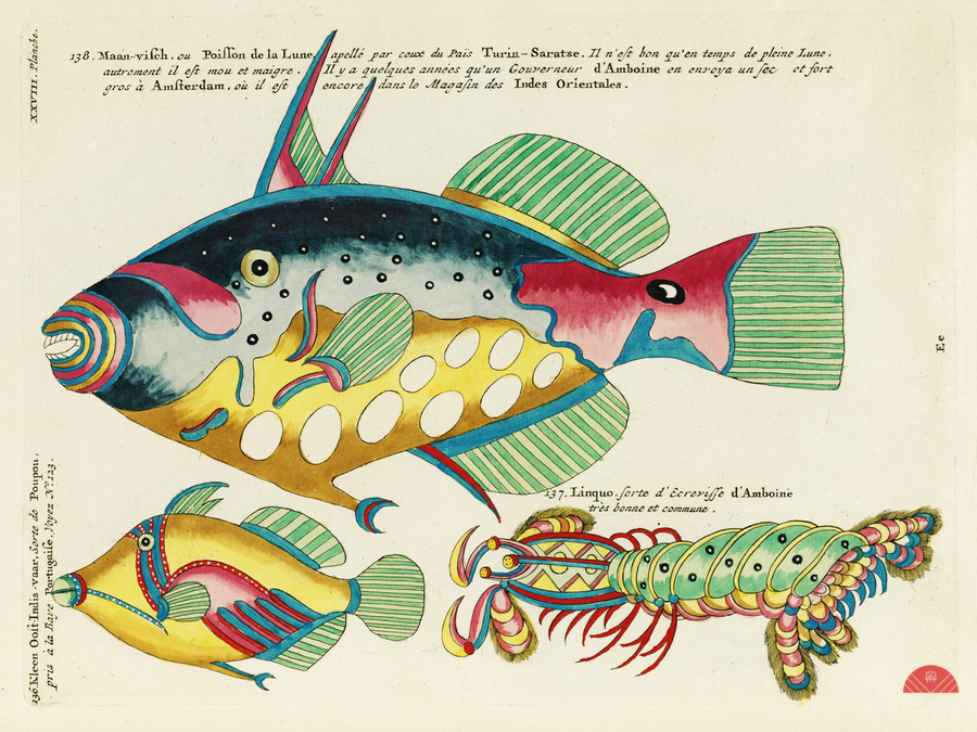 Colourful and surreal illustrations of maribe life found in Moluccas Indonesia and the East Indies by Louis Renard 1678 -1746 from Histoire naturelle des plus rares curiositez de la mer des Indes 1754.  Print