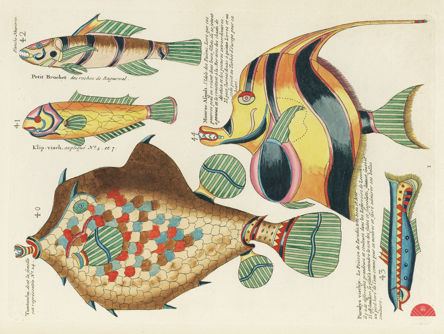 Colourful and surreal illustrations of fishes found in Moluccas Indonesia and the East Indies by Louis Renard 1678 -1746 from Histoire naturelle des plus rares curiositez de la mer des Indes 1754.  Print