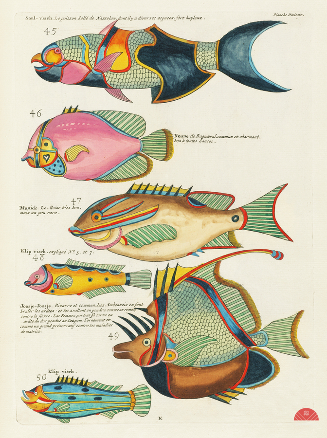 Colourful and surreal illustrations of fishes found in Moluccas Indonesia and the East Indies by Louis Renard 1678 -1746 from Histoire naturelle des plus rares curiositez de la mer des Indes 1754.  Print