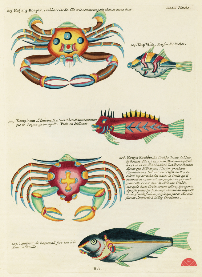 Colourful and surreal illustrations of fishes and crabs found in Moluccas Indonesia and the East Indies by Louis Renard 1678 -1746 from Histoire naturelle des plus rares curiositez de la mer des Indes 1754.  Print
