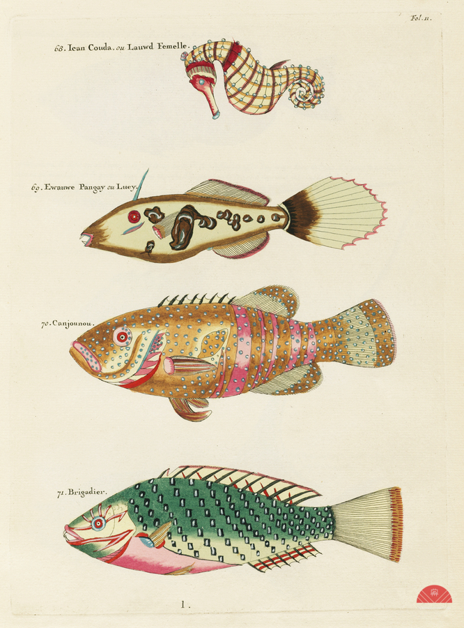 Colourful and surreal illustrations of fishes and sea horse found in Moluccas Indonesia and the East Indies by Louis Renard 1678 -1746 from Histoire naturelle des plus rares curiositez de la mer des Indes 1754.  Imprimer