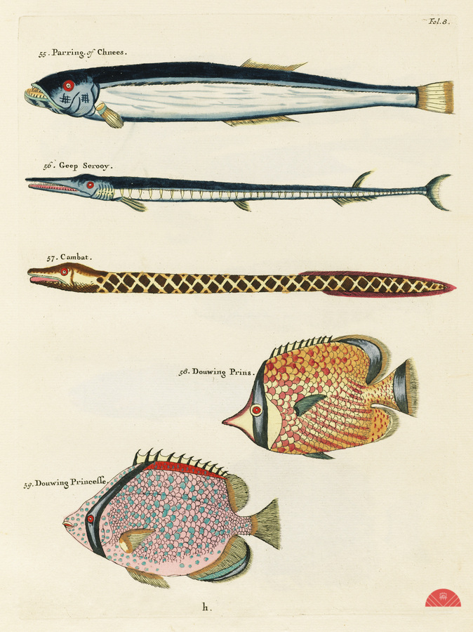 Colourful and surreal illustrations of fishes found in Moluccas Indonesia and the East Indies by Louis Renard 1678 -1746 from Histoire naturelle des plus rares curiositez de la mer des Indes 1754.  Print