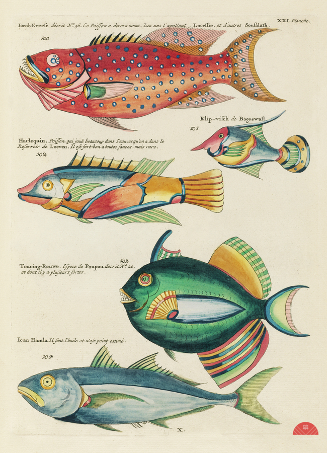Colourful and surreal illustrations of fishes found in Moluccas Indonesia and the East Indies by Louis Renard 1678 -1746 from Histoire naturelle des plus rares curiositez de la mer des Indes 1754.  Print