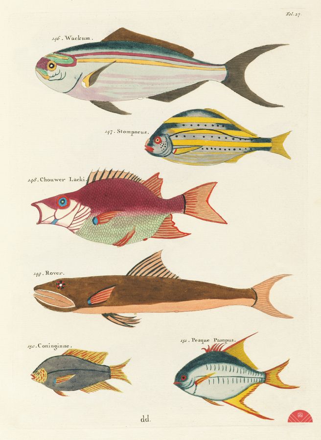 Colourful and surreal illustrations of fishes found in Moluccas Indonesia and the East Indies by Louis Renard 1678 -1746 from Histoire naturelle des plus rares curiositez de la mer des Indes 1754.  Print