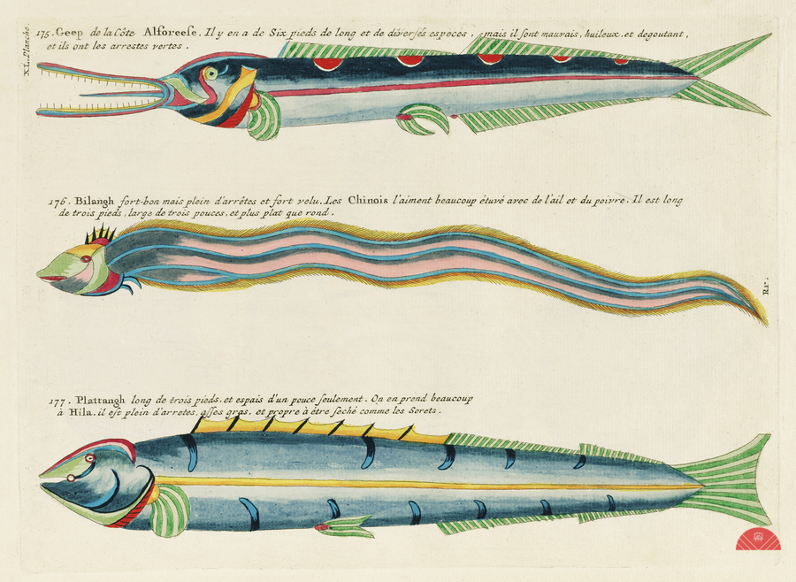 Illustrations of a siren and lobster found in the Moluccas Indonesia and the East Indies by Louis Renard 1678 -1746 from Histoire naturelle des plus rares curiositez de la mer des Indes 1754.  Print